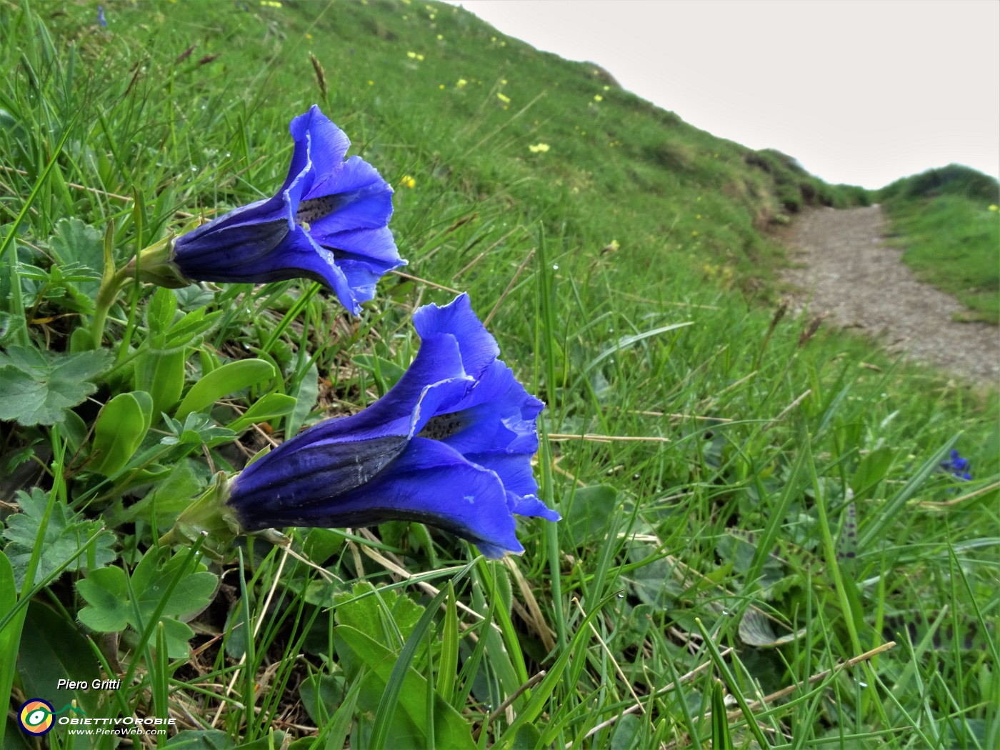 29 Gentiana acaulis (Genziana di Koch) sul sent. 101-109 unificato .JPG